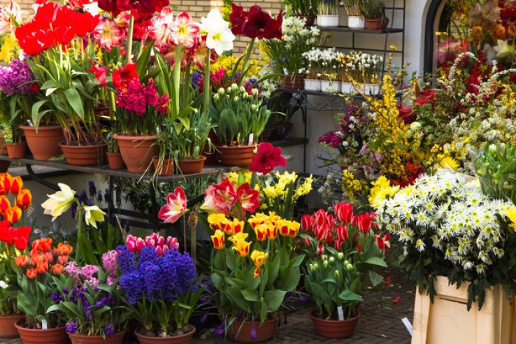 Florists-udaipur-city